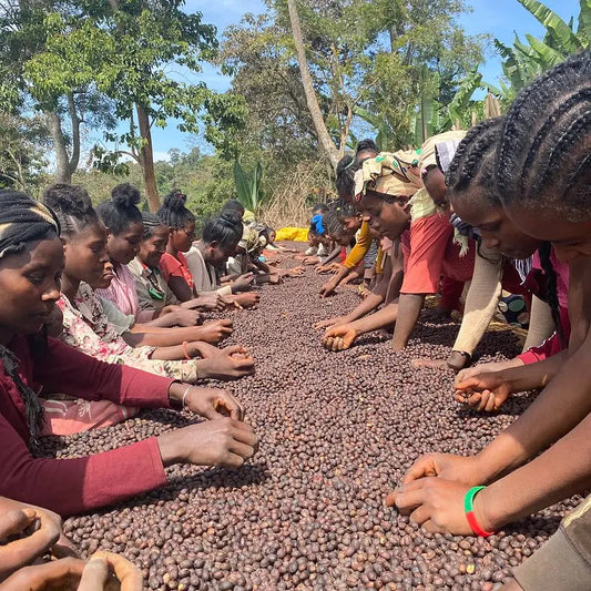 The People Behind the Beans