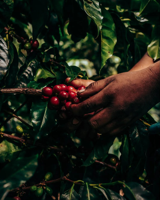 BAMBITO RED BOURBON | LIMITED EDITION 60g TIN