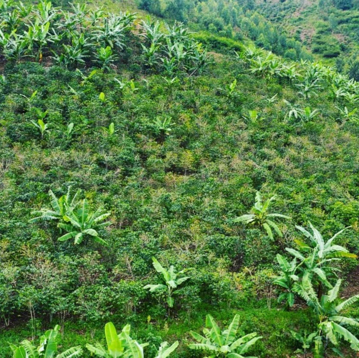 RWANDA IMPANO