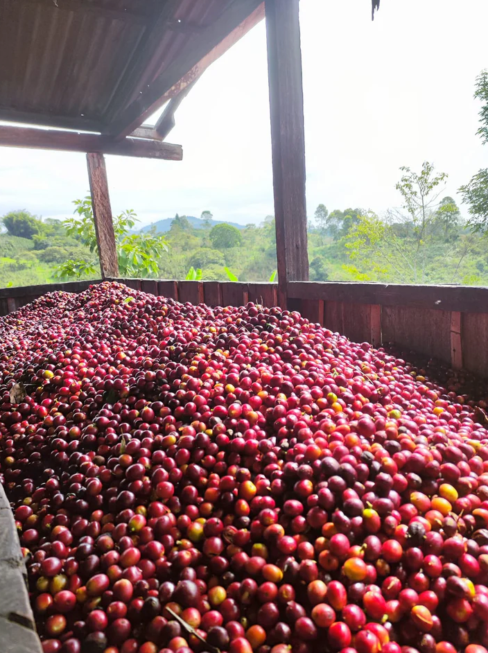 Ombligon | Colombia – El Jaragual