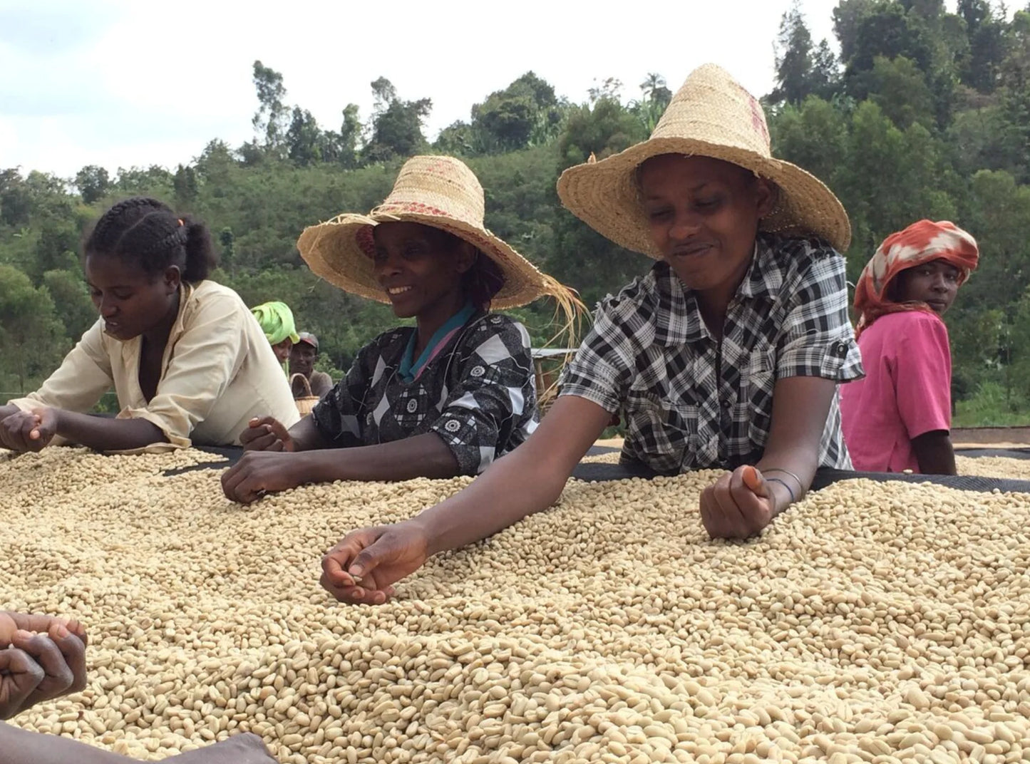 ETHIOPIA YIRGACHEFFE ETHIOCO COOP