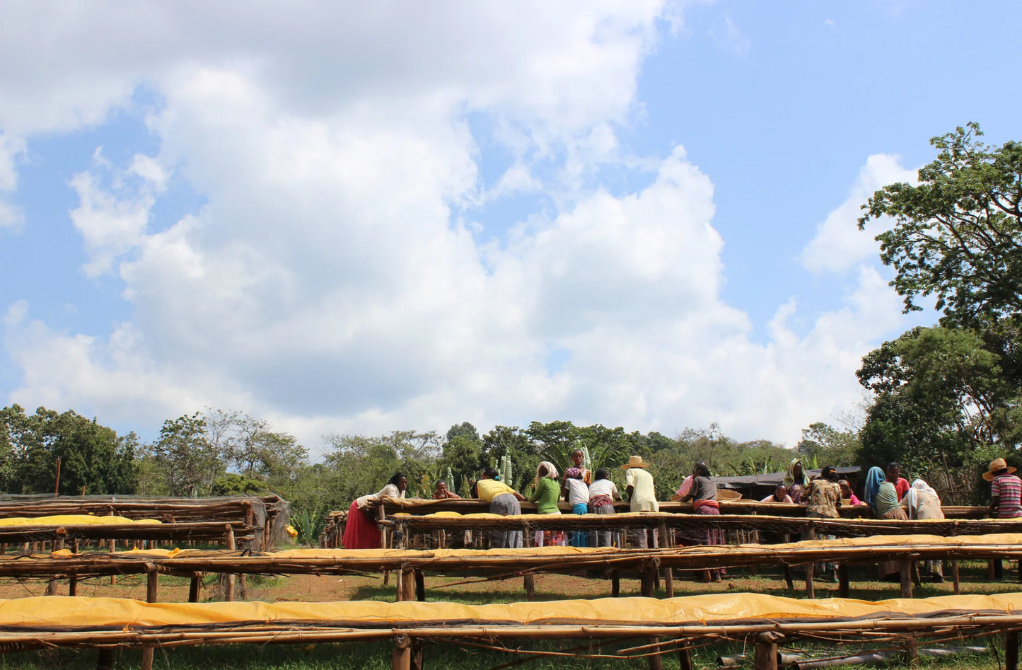 ETHIOPIA YIRGACHEFFE ETHIOCO COOP
