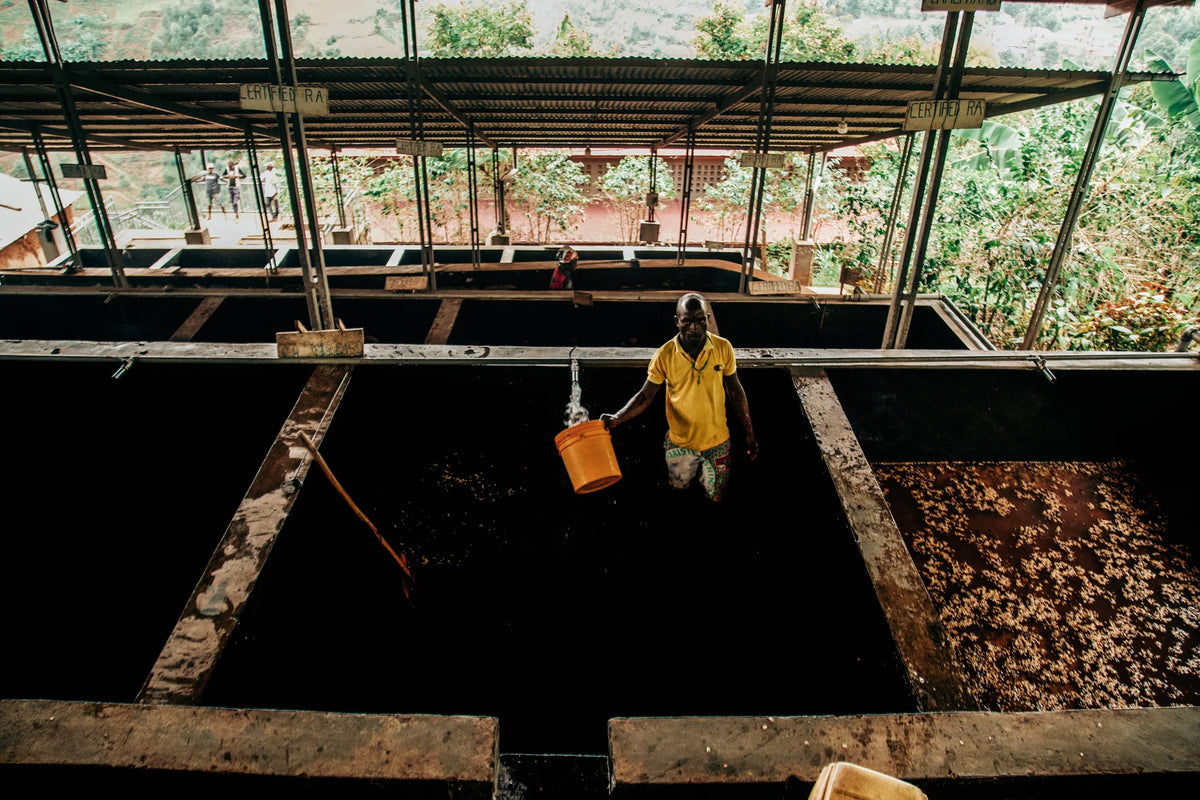 BURUNDI | RURONGE HILL LOT 62 | RED BOURBON | WASHED
