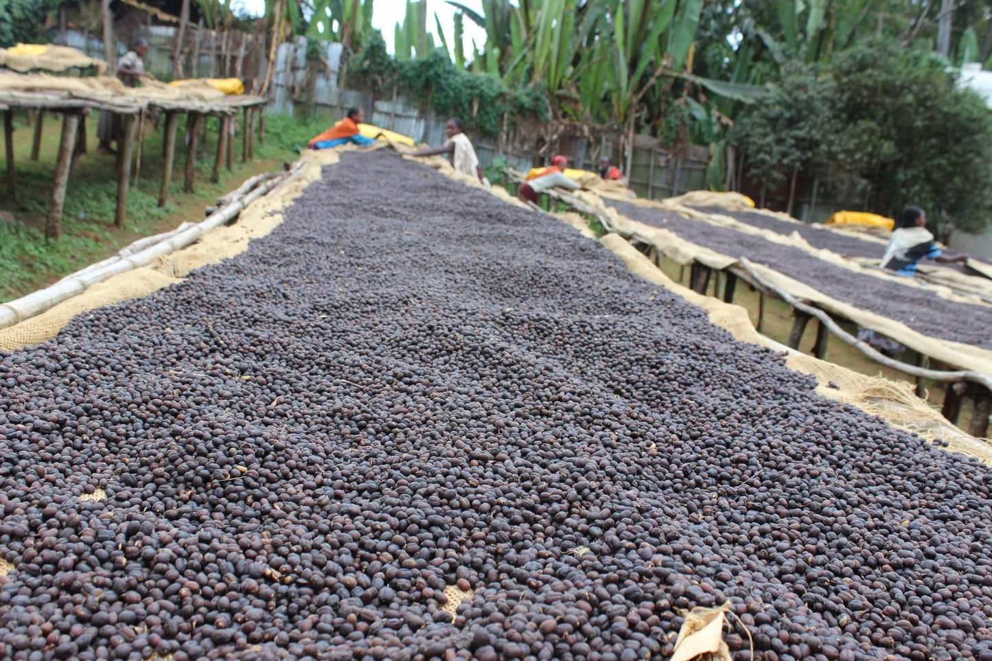 ETHIOPIA YIRGACHEFFE ETHIOCO COOP