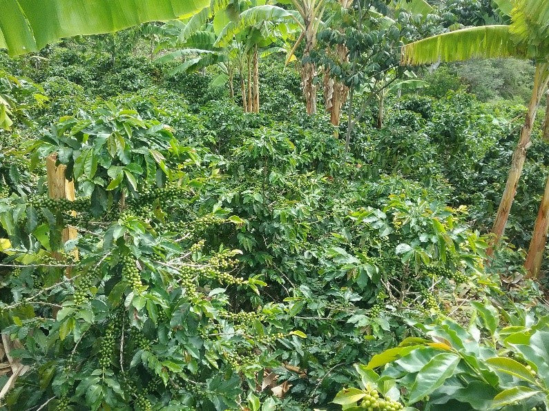 EL EDÉN