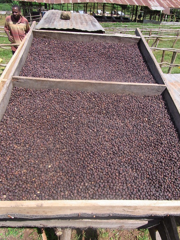 ETHIOPIA YIRGACHEFFE ETHIOCO COOP