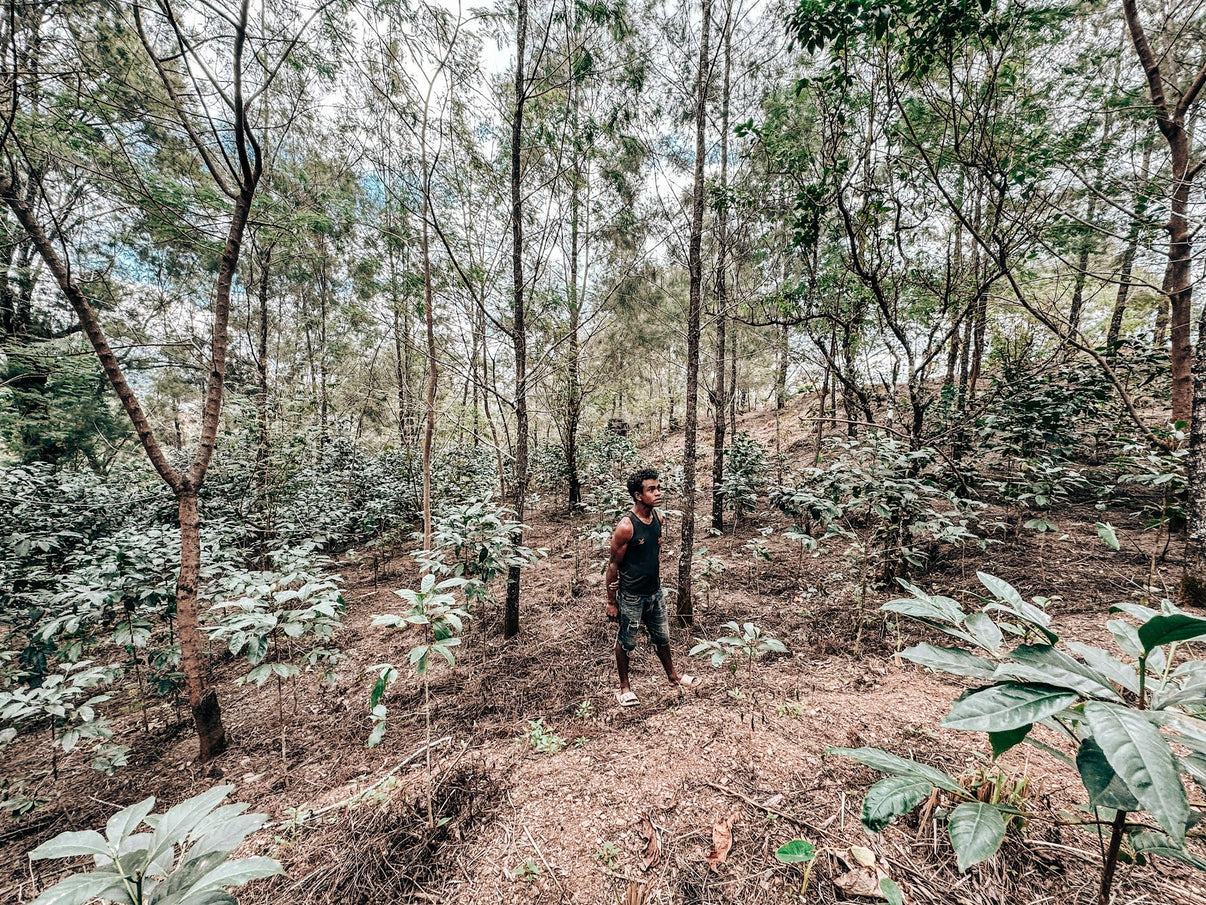 TIMOR-LESTE | ERATOI | WASHED