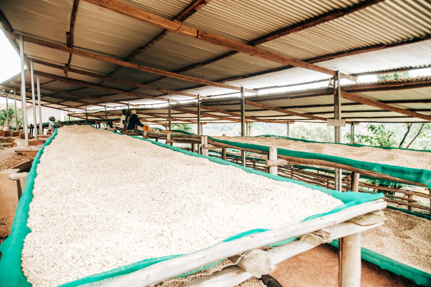BURUNDI | RURONGE HILL LOT 62 | RED BOURBON | WASHED