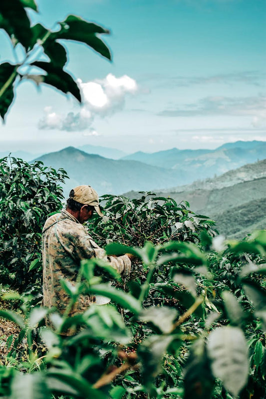 ECUADOR | MAKICUNA BLEND | WASHED & HONEY