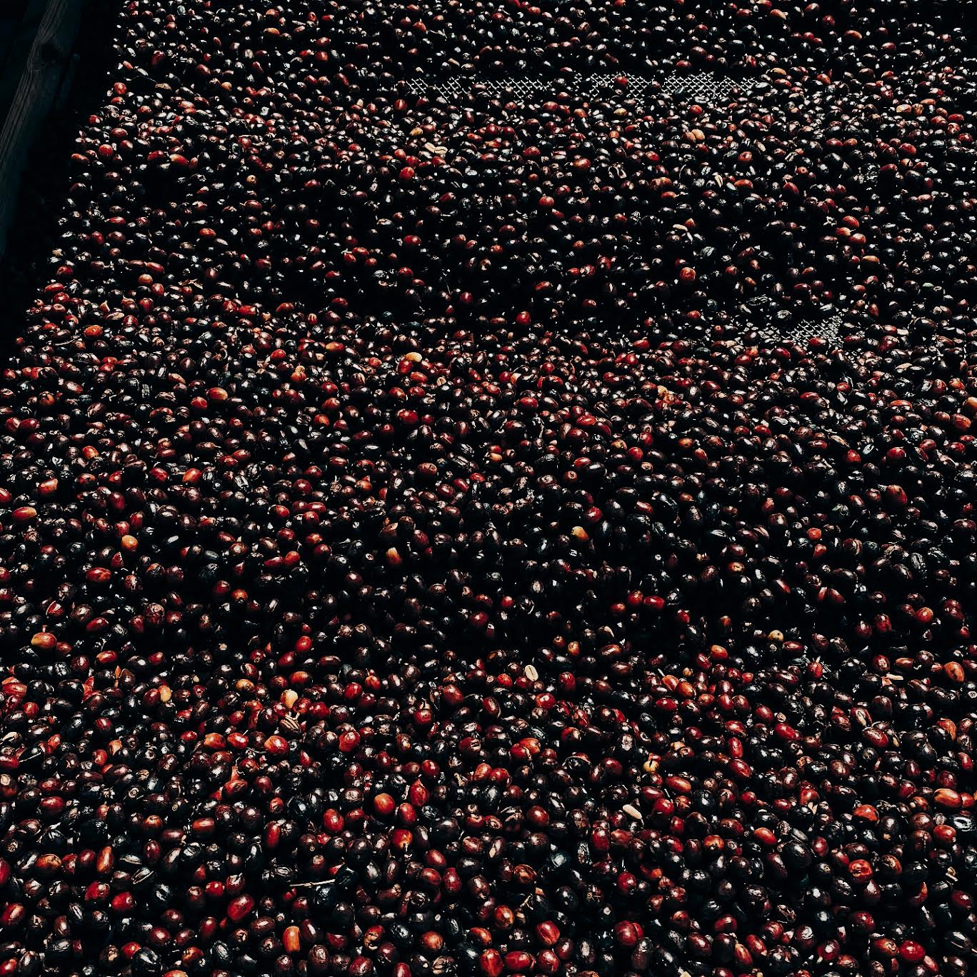 BAMBITO RED BOURBON | LIMITED EDITION 60g TIN