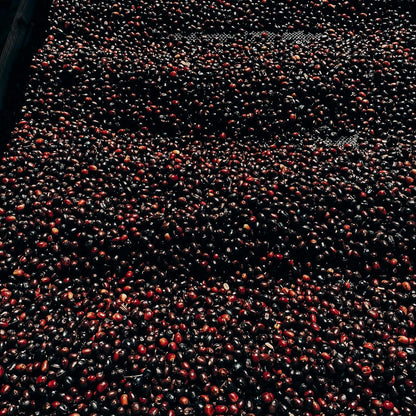 BAMBITO RED BOURBON | LIMITED EDITION 60g TIN