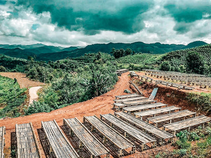 CHINA | GUI BEN | NATURAL