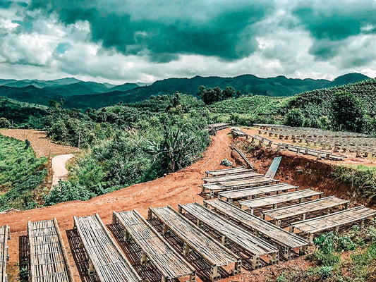 CHINA | GUI BEN | NATURAL