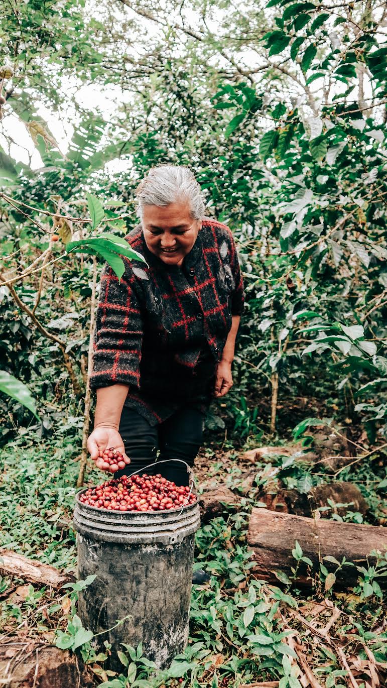 ECUADOR | MAKICUNA BLEND | WASHED & HONEY