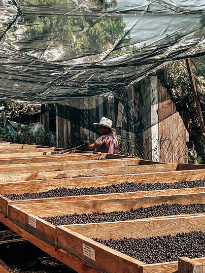 MEXICO MARCO ROMERO | RED BOURBON NATURAL