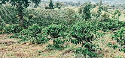 COLOMBIA WBP-00 CASTILLO | LIMITED EDITION 60g TIN