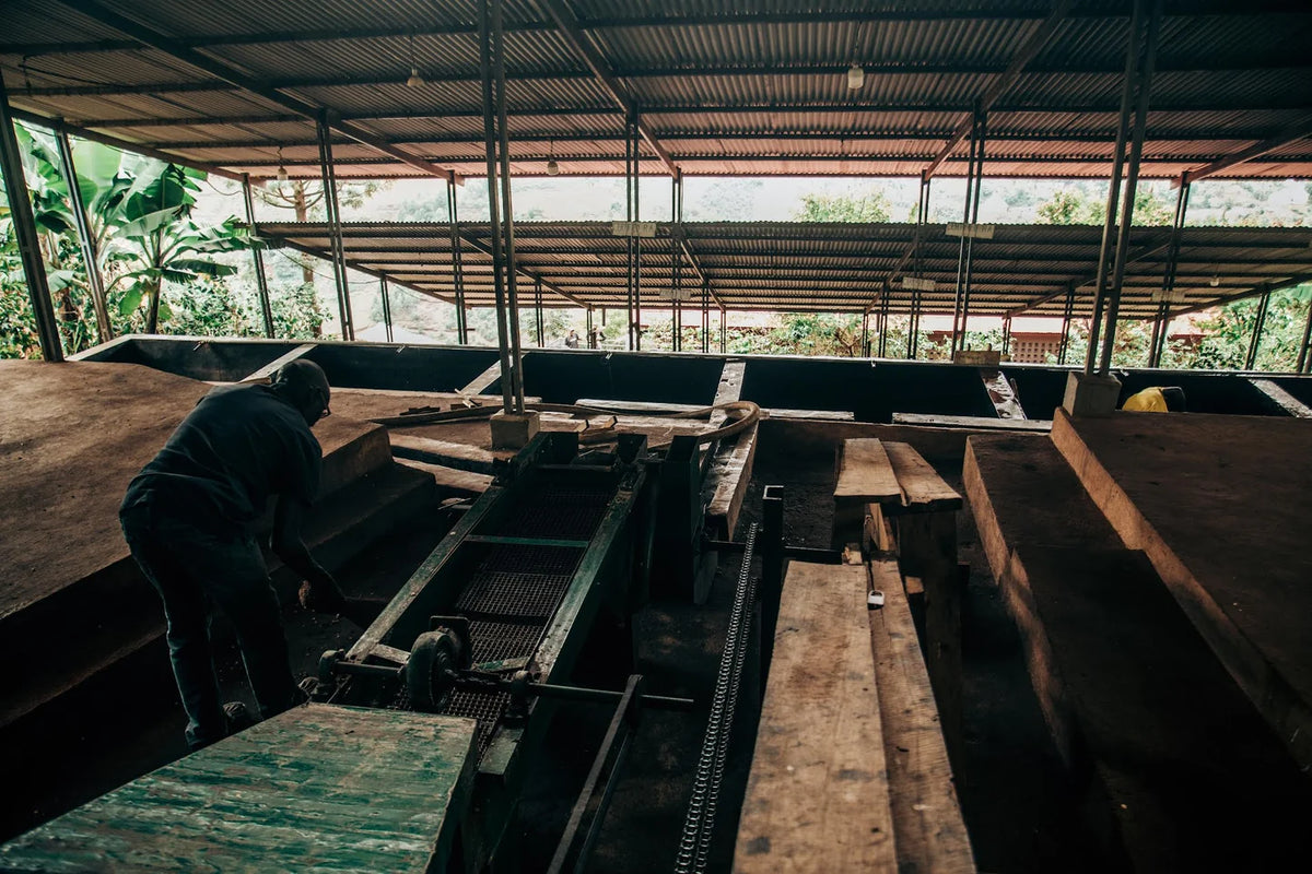 BURUNDI | RURONGE HILL LOT 62 | RED BOURBON | WASHED