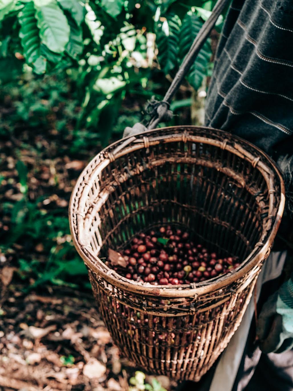 NICARAGUA | MARTHA ALVIR | RED CATUAI | NATURAL