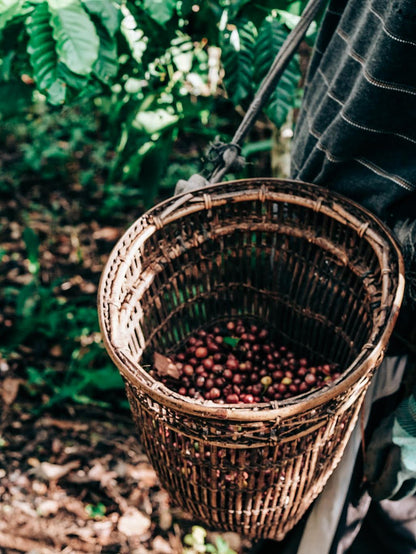 NICARAGUA | MARTHA ALVIR | RED CATUAI | NATURAL