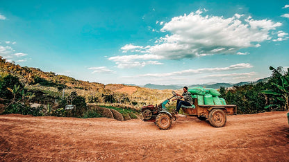 CHINA | GUI BEN | NATURAL