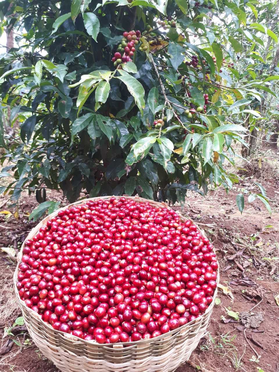 ETHIOPIA LIMU