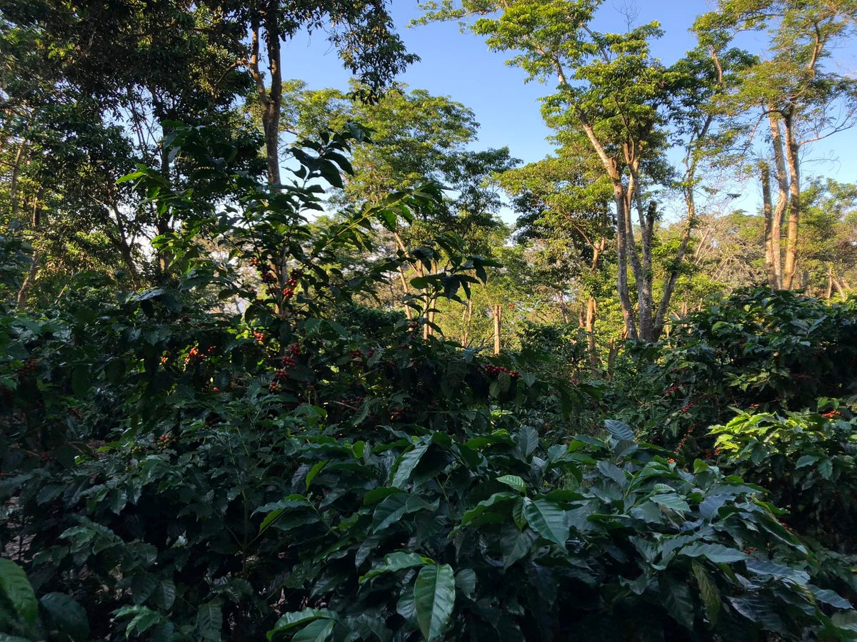 EL SALVADOR EL CIPRÉS