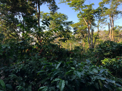 EL SALVADOR EL CIPRÉS