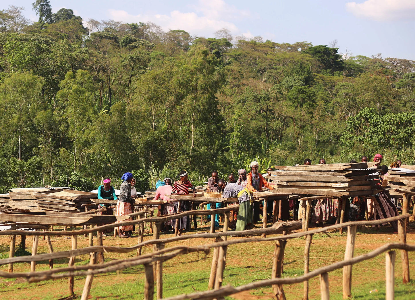 ETHIOPIA LIMU