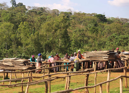 ETHIOPIA LIMU