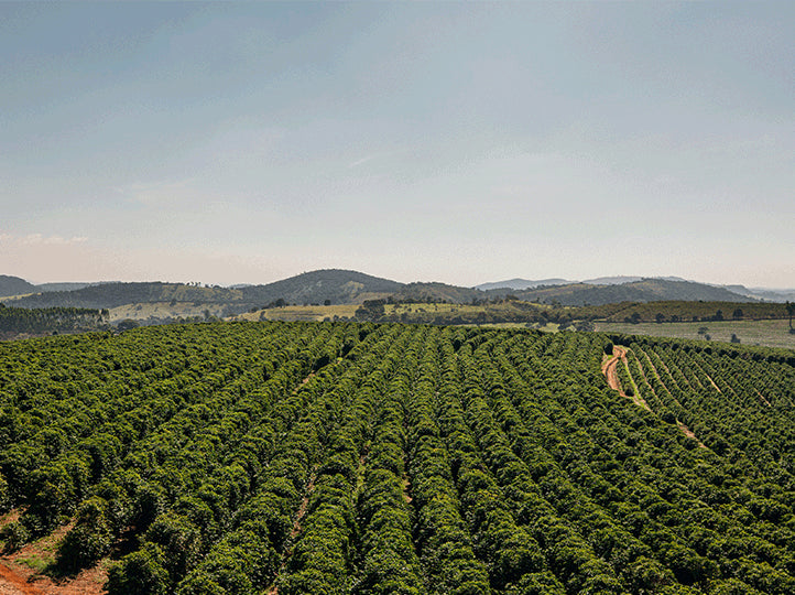 BRAZIL | FAZENDA SANTA ROSA | NATURAL