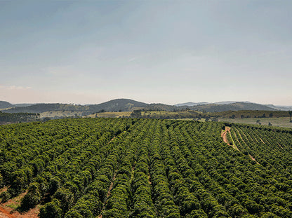 BRAZIL | FAZENDA SANTA ROSA | NATURAL