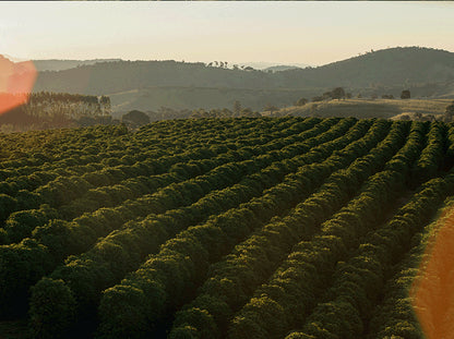 BRAZIL | FAZENDA SANTA ROSA | NATURAL