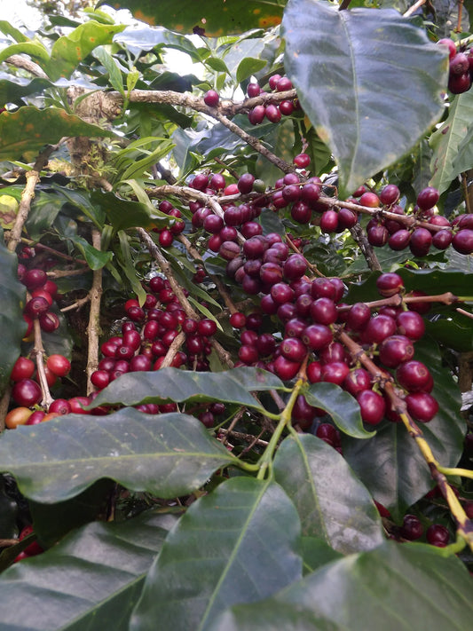 NICARAGUA LAS NARANJAS