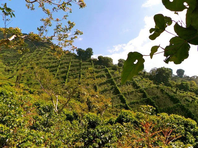 EL SALVADOR EL CIPRÉS