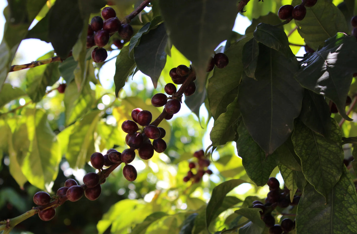ETHIOPIA YIRGACHEFFE ETHIOCO COOP