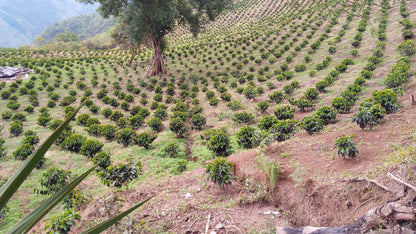 COLOMBIA HUILA EXCELSO