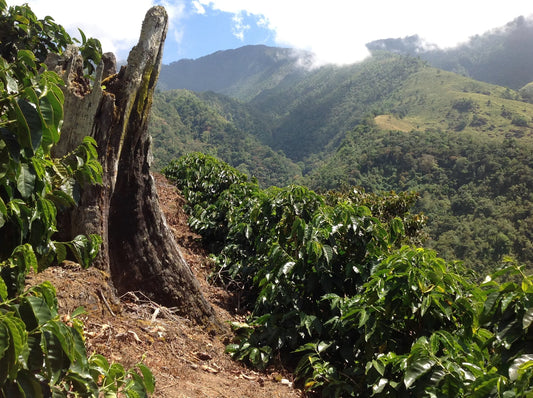 COSTA RICA COOPE DOTA