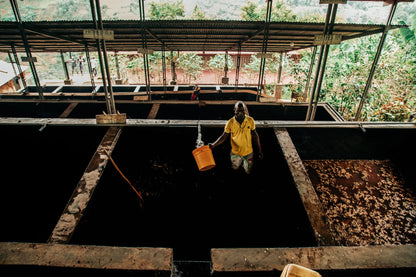 BURUNDI | RURONGE HILL LOT 62 | RED BOURBON | WASHED