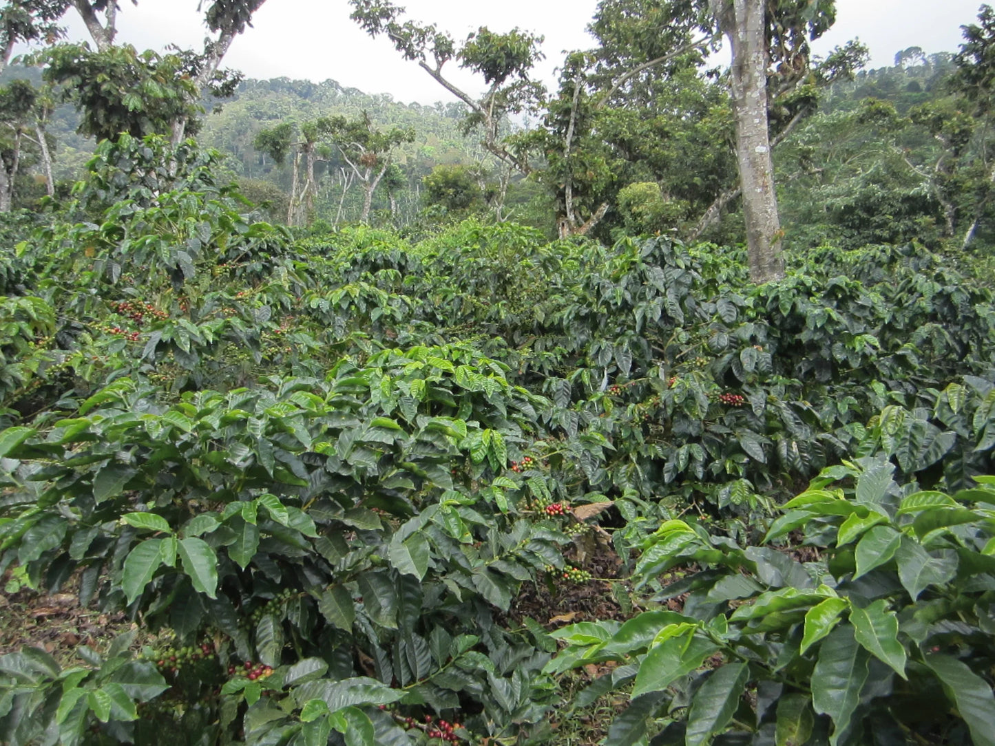 NICARAGUA LAS NARANJAS