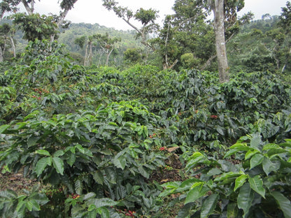NICARAGUA LAS NARANJAS