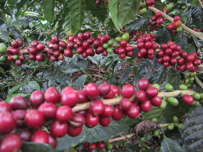 NICARAGUA LAS NARANJAS