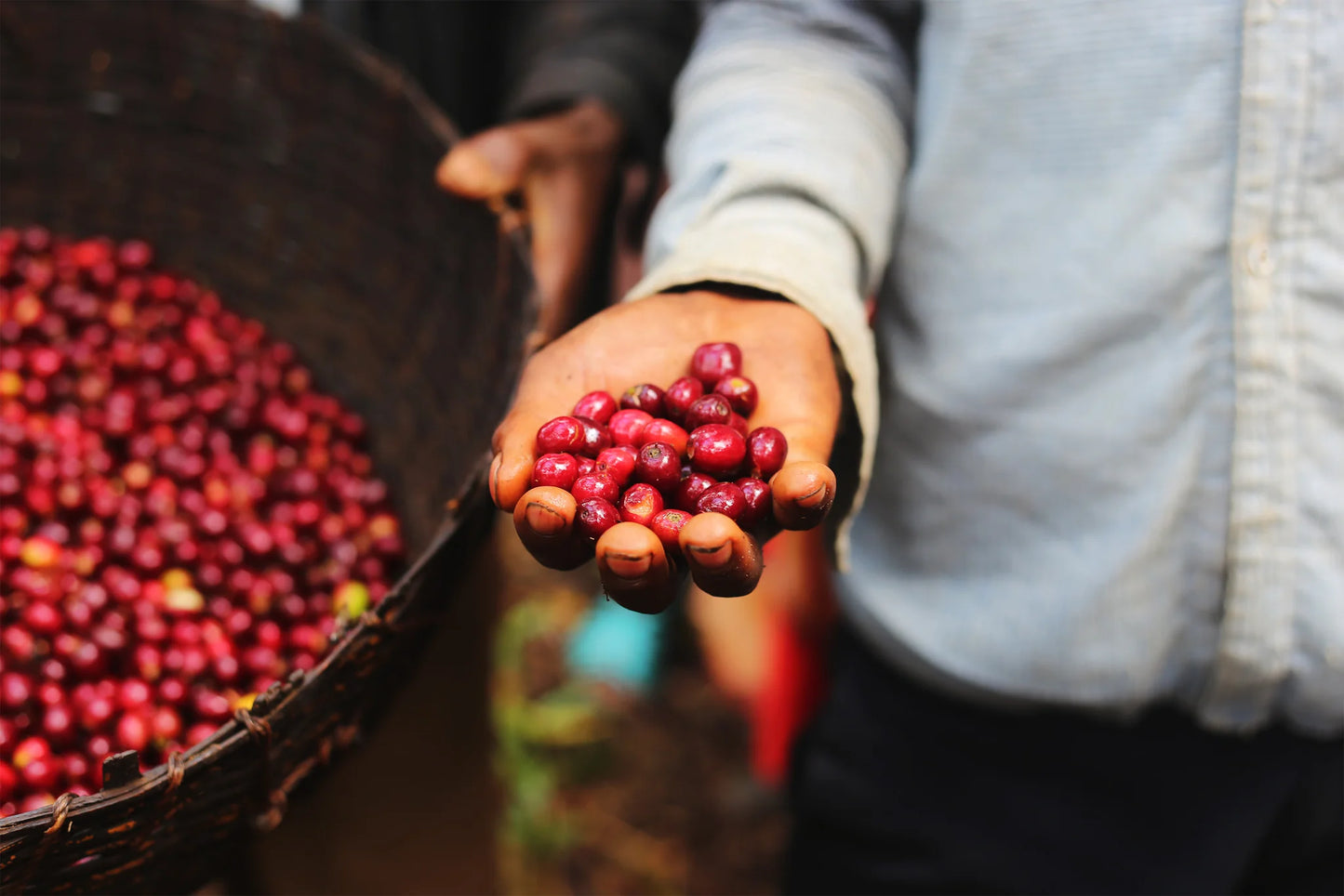 ETHIOPIA LIMU