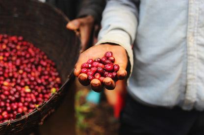 ETHIOPIA LIMU