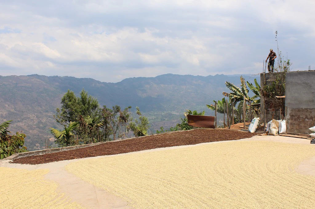 GUATEMALA CONEBOSQUE