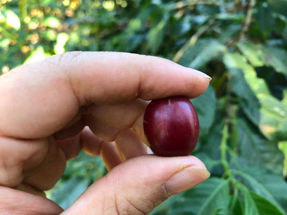 EL SALVADOR EL CIPRÉS