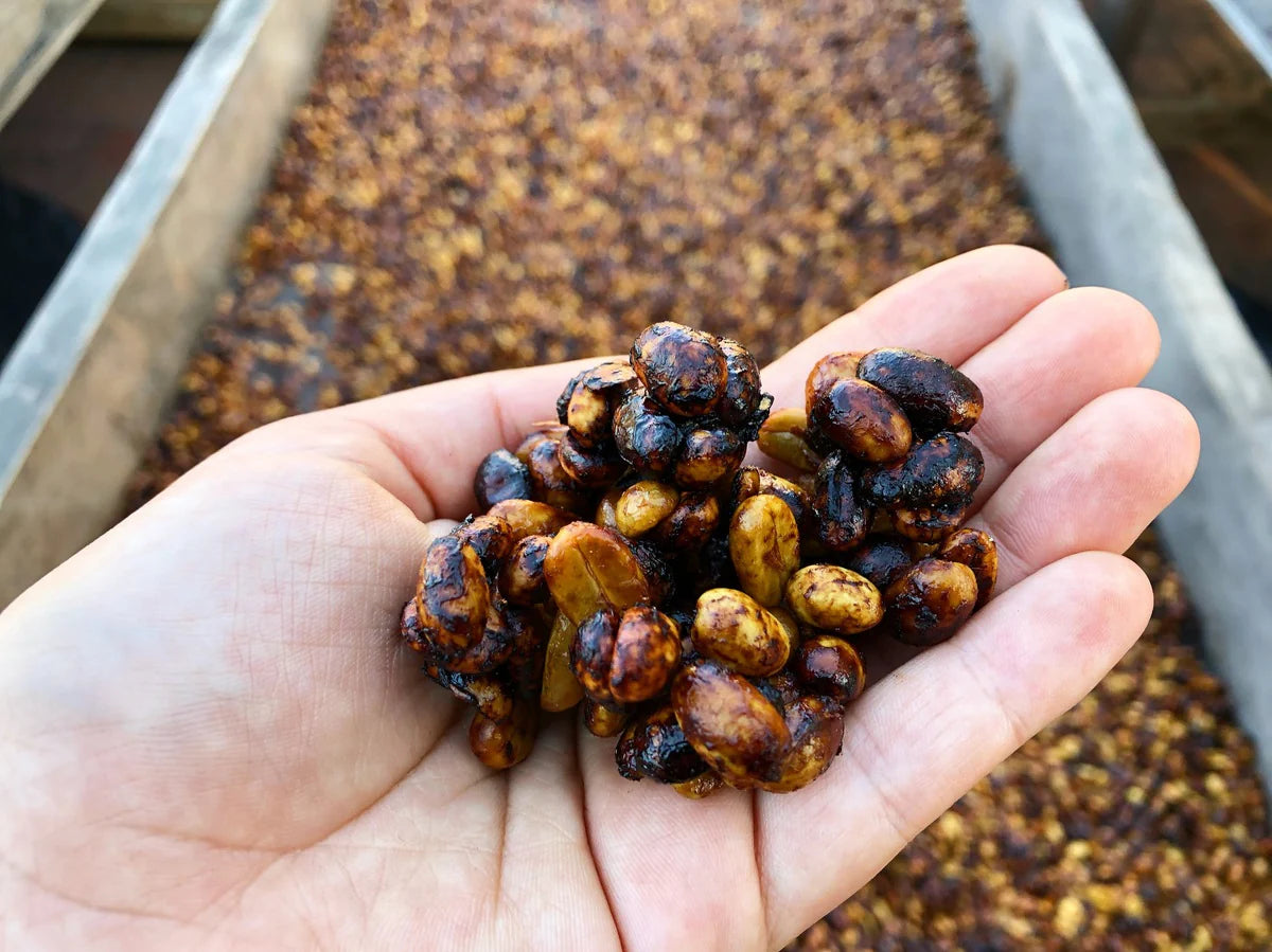 EL SALVADOR EL CIPRÉS