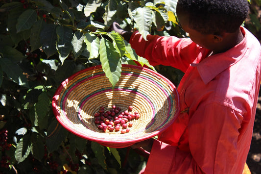 ETHIOPIA YIRGACHEFFE ETHIOCO COOP