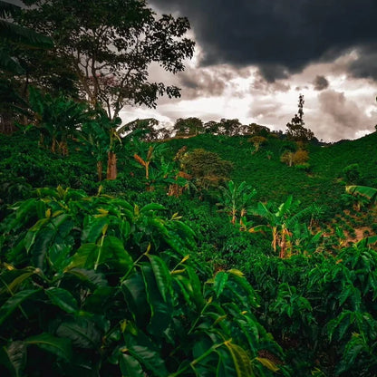 EDINSON ARGOTE SIDRA | LIMITED EDITION 60g TIN