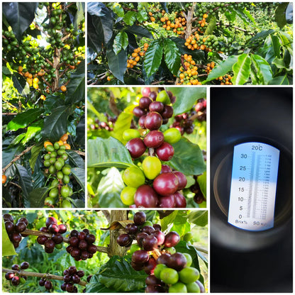 EDINSON ARGOTE SIDRA | LIMITED EDITION 60g TIN