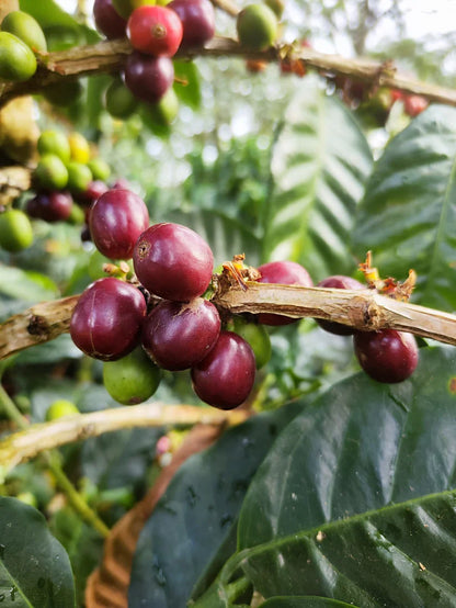 EDINSON ARGOTE SIDRA | LIMITED EDITION 60g TIN